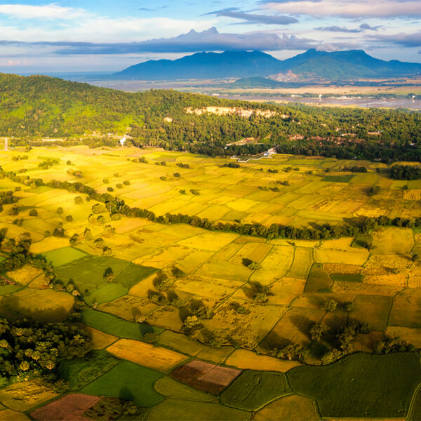 Mùa vàng ở An Giang