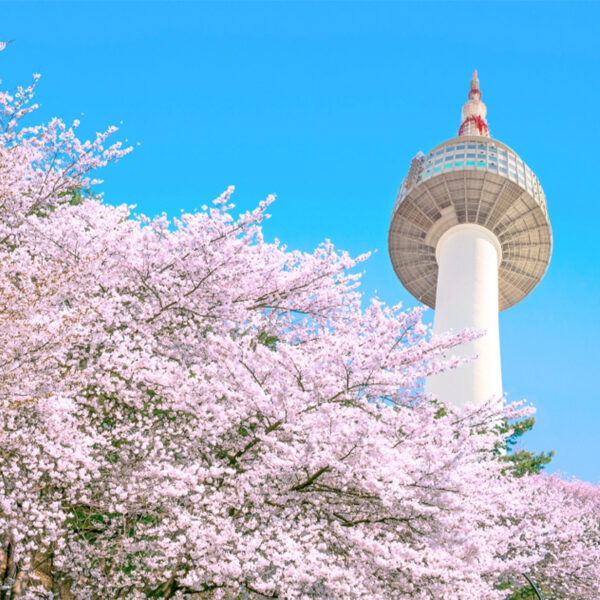 Mùa Xuân Hàn Quốc - Ngắm Hoa Anh Đào: Seoul - Nami - Everland - 5N4Đ