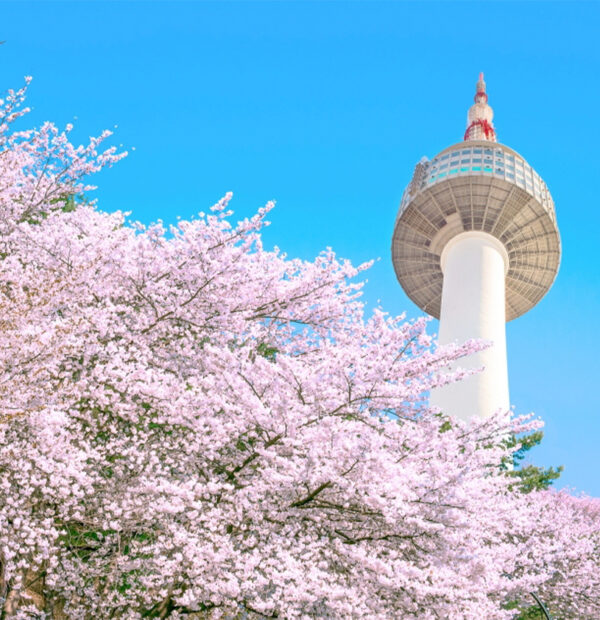 Mùa Xuân Hàn Quốc - Ngắm Hoa Anh Đào: Seoul - Nami - Everland - 5N4Đ