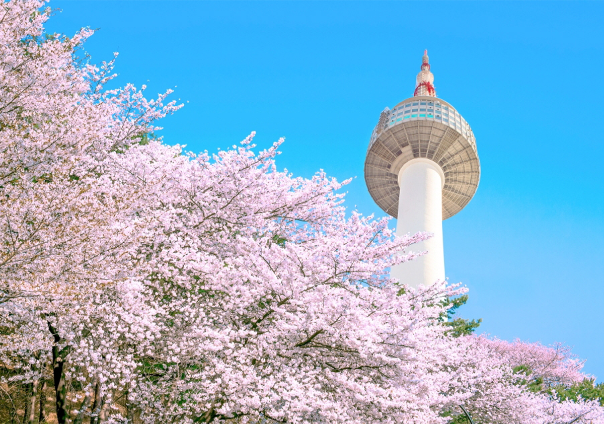 Mùa Xuân Hàn Quốc - Ngắm Hoa Anh Đào: Seoul - Nami - Everland - 5N4Đ